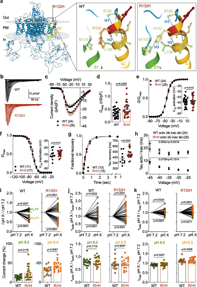 Electrophysiological characterization of a Ca<sub>v</sub>3.2 calcium channel missense variant associated with epilepsy and hearing loss.