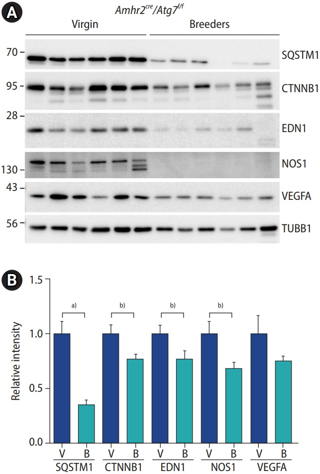 Repopulation of autophagy-deficient stromal cells with autophagy-intact cells after repeated breeding in uterine mesenchyme-specific Atg7 knockout mice.