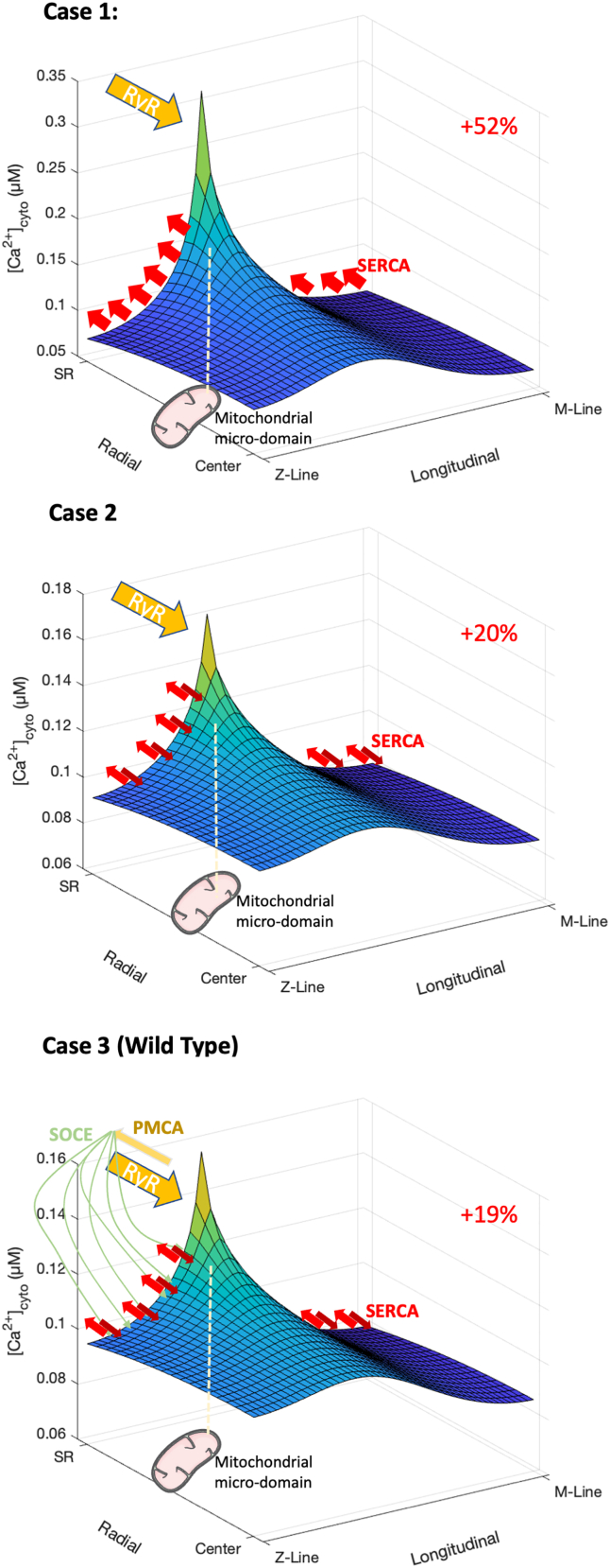 Cytosolic Ca<sup>2+</sup> gradients and mitochondrial Ca<sup>2+</sup> uptake in resting muscle fibers: A model analysis.