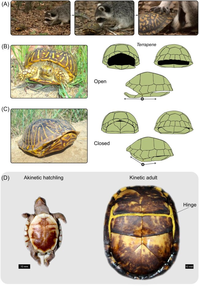 Turtle Shell Kinesis Underscores Constraints and Opportunities in the Evolution of the Vertebrate Musculoskeletal System.