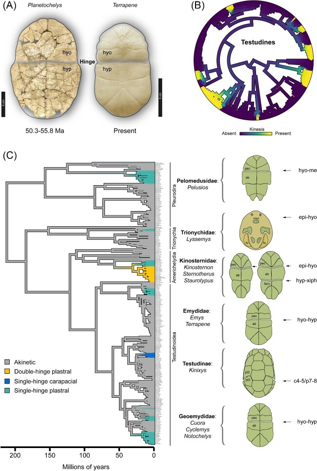 Turtle Shell Kinesis Underscores Constraints and Opportunities in the Evolution of the Vertebrate Musculoskeletal System.