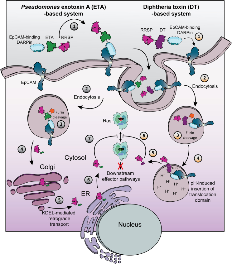 Potent and selective eradication of tumor cells by an EpCAM-targeted Ras-degrading enzyme.