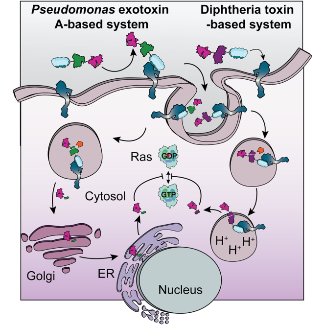 Potent and selective eradication of tumor cells by an EpCAM-targeted Ras-degrading enzyme.