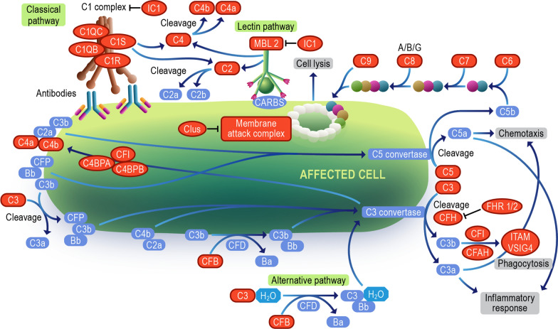 Systematic review of type 1 diabetes biomarkers reveals regulation in circulating proteins related to complement, lipid metabolism, and immune response.