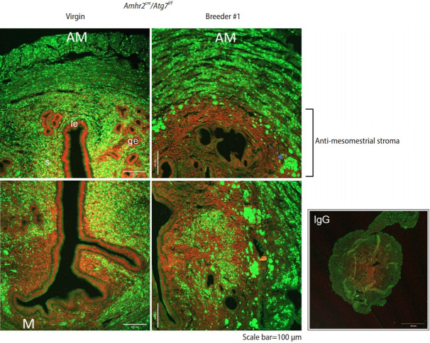 Repopulation of autophagy-deficient stromal cells with autophagy-intact cells after repeated breeding in uterine mesenchyme-specific Atg7 knockout mice.