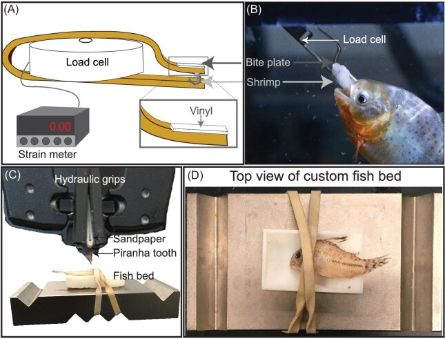 How to Survive a (Juvenile) Piranha Attack: An Integrative Approach to Evaluating Predator Performance.