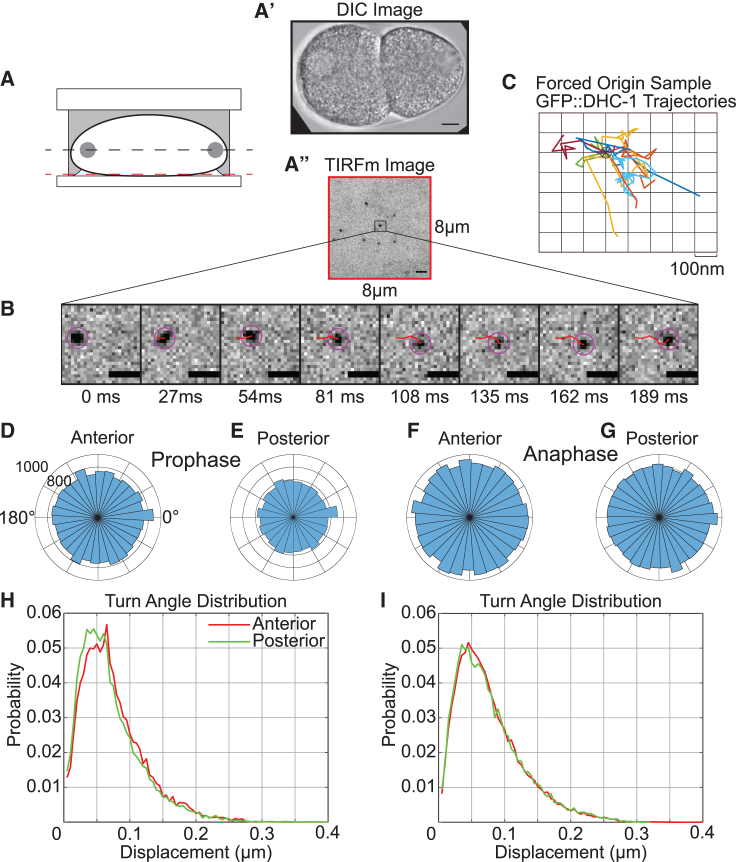 Model-based trajectory classification of anchored molecular motor-biopolymer interactions.