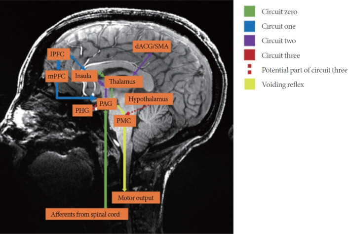 Is the Brainstem Activation Different Between Healthy Young Male and Female Volunteers at Initiation of Voiding? A High Definition 7-Tesla Magnetic Resonance Imaging Study.