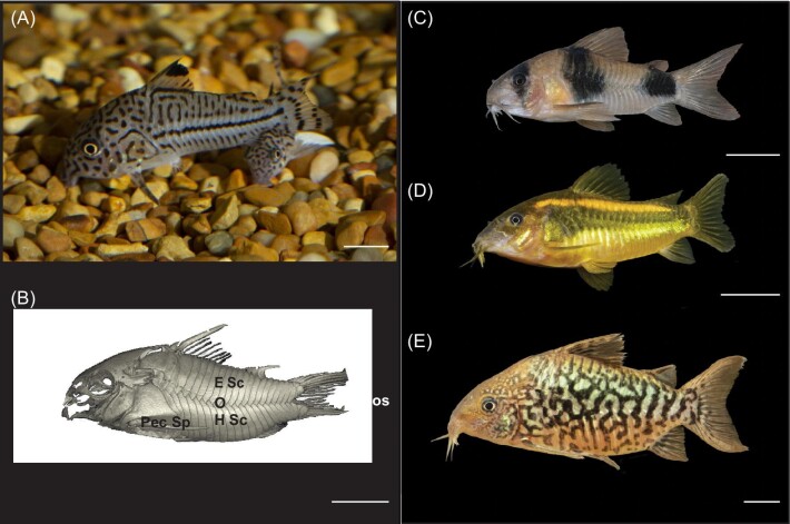 How to Survive a (Juvenile) Piranha Attack: An Integrative Approach to Evaluating Predator Performance.