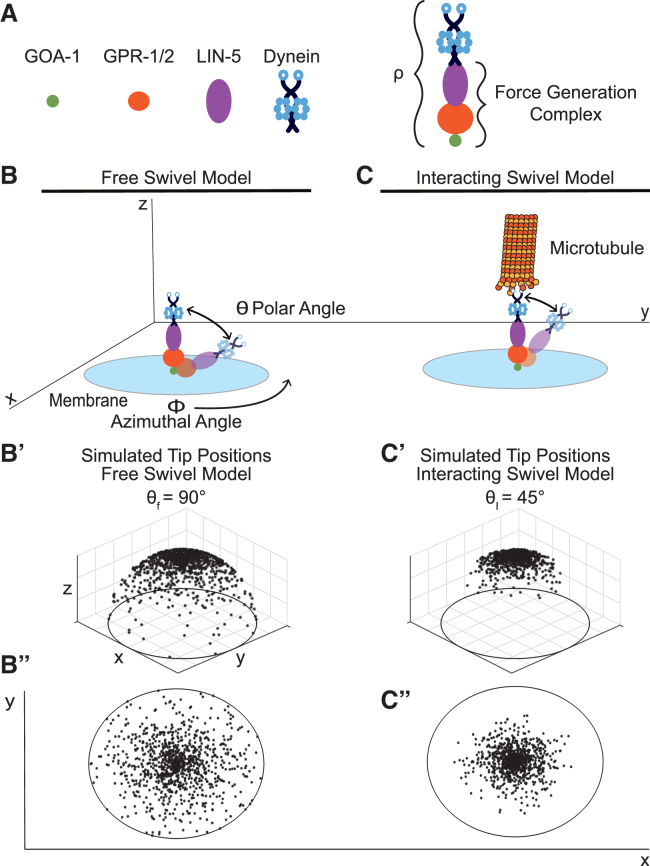 Model-based trajectory classification of anchored molecular motor-biopolymer interactions.