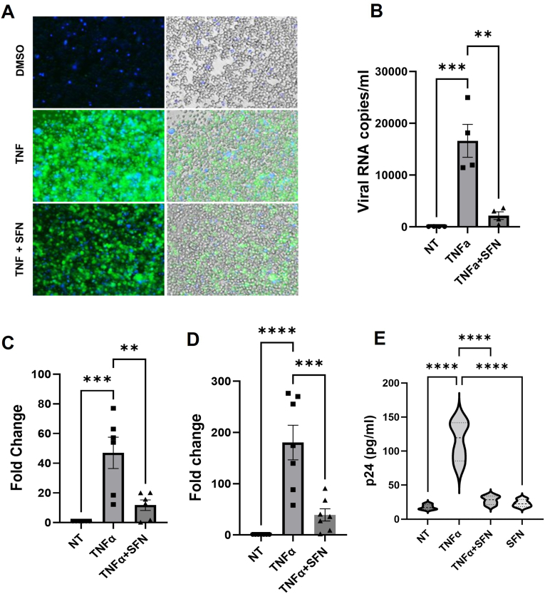 Sulforaphane prevents the reactivation of HIV-1 by suppressing NFκB signaling