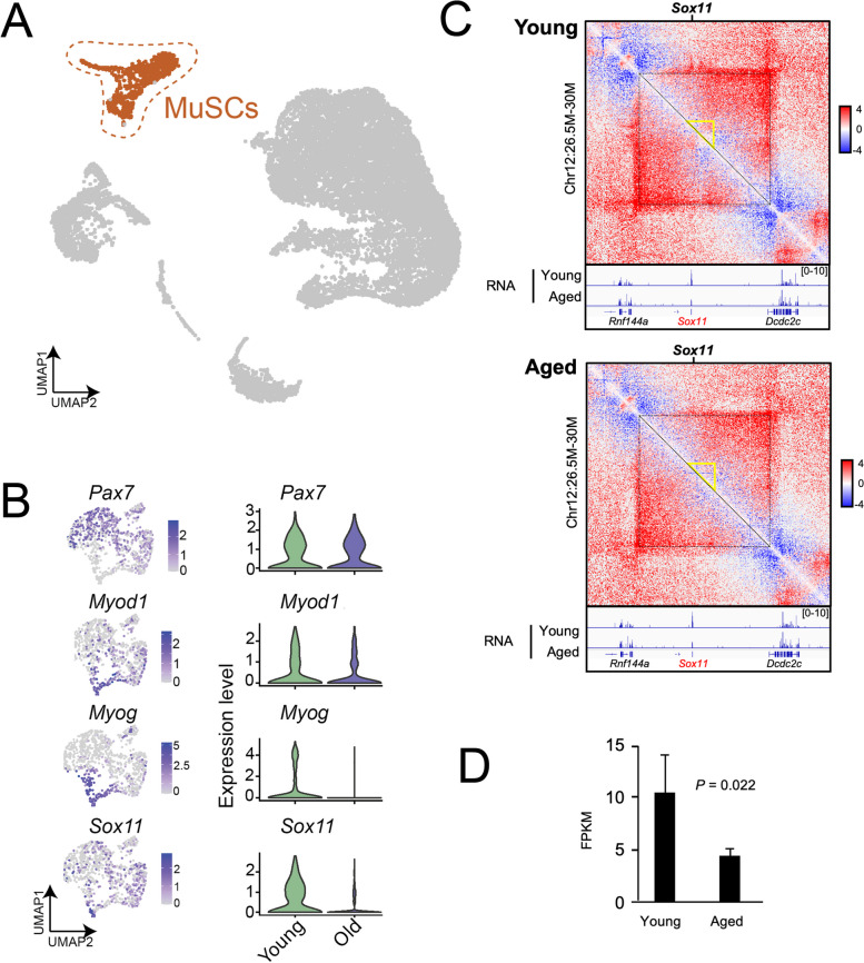 Sox11 is enriched in myogenic progenitors but dispensable for development and regeneration of the skeletal muscle.