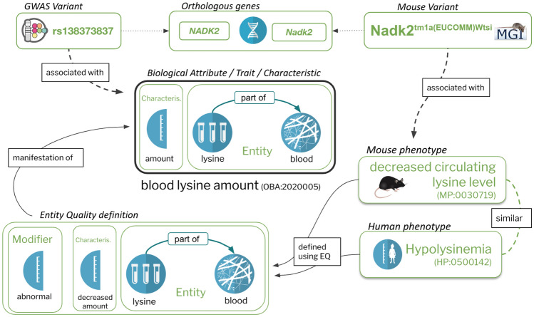 The Ontology of Biological Attributes (OBA)-computational traits for the life sciences.