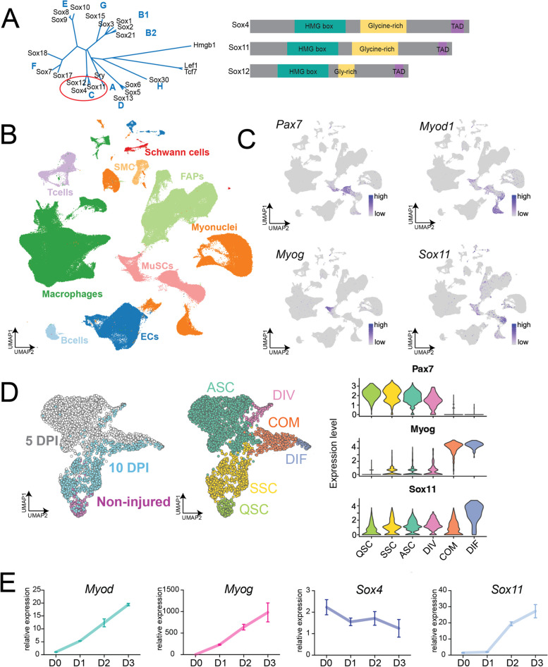 Sox11 is enriched in myogenic progenitors but dispensable for development and regeneration of the skeletal muscle.