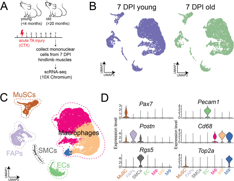 Sox11 is enriched in myogenic progenitors but dispensable for development and regeneration of the skeletal muscle.