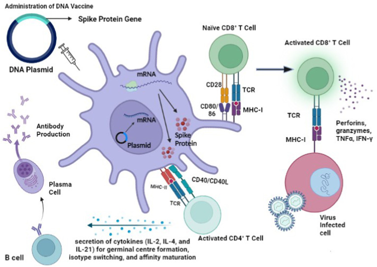 The development of DNA vaccines against SARS-CoV-2