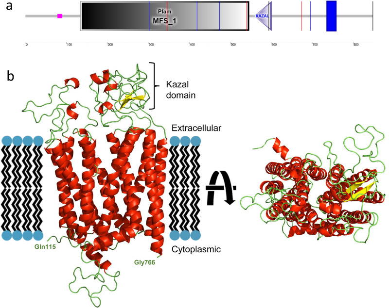 SLCO5A1 and synaptic assembly genes contribute to impulsivity in juvenile myoclonic epilepsy.