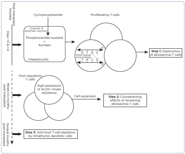 Post-Transplant Cyclophosphamide for the Prevention of Graft-vs.-Host Disease in Allogeneic Hematopoietic Cell Transplantation: A Guide to Management for the Advanced Practitioner.