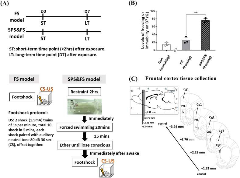 Time-course analysis of frontal gene expression profiles in the rat model of posttraumatic stress disorder and a comparison with the conditioned fear model