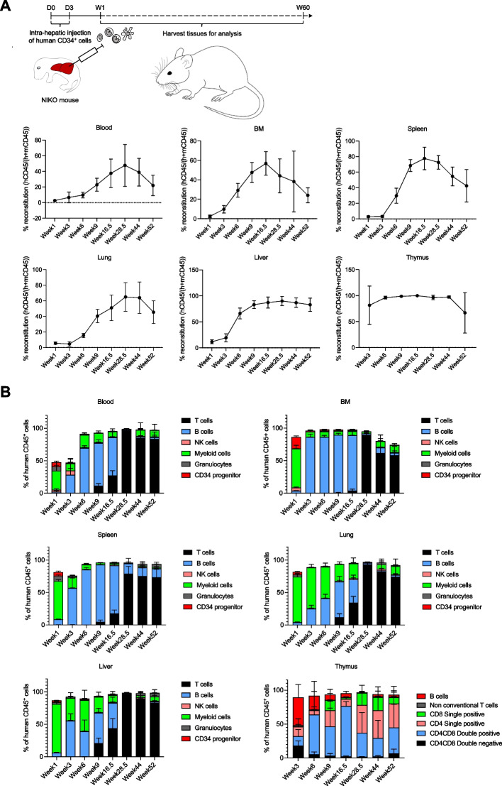 Towards a better preclinical cancer model - human immune aging in humanized mice.