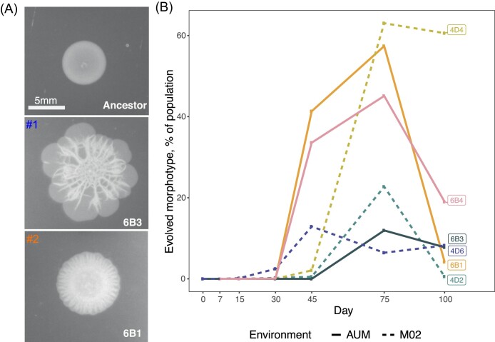 Emergence of novel non-aggregative variants under negative frequency-dependent selection in <i>Klebsiella variicola</i>.