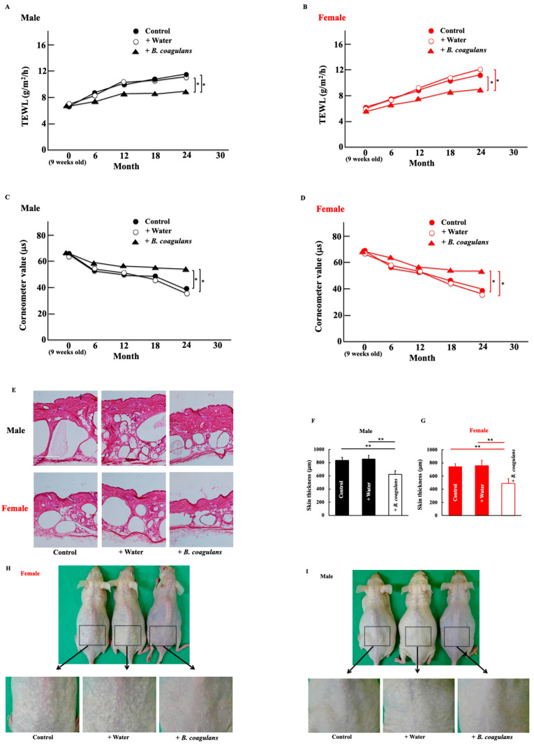 The Effect of <i>Bacillus coagulans</i> Induced Interactions among Intestinal Bacteria, Metabolites, and Inflammatory Molecules in Improving Natural Skin Aging.