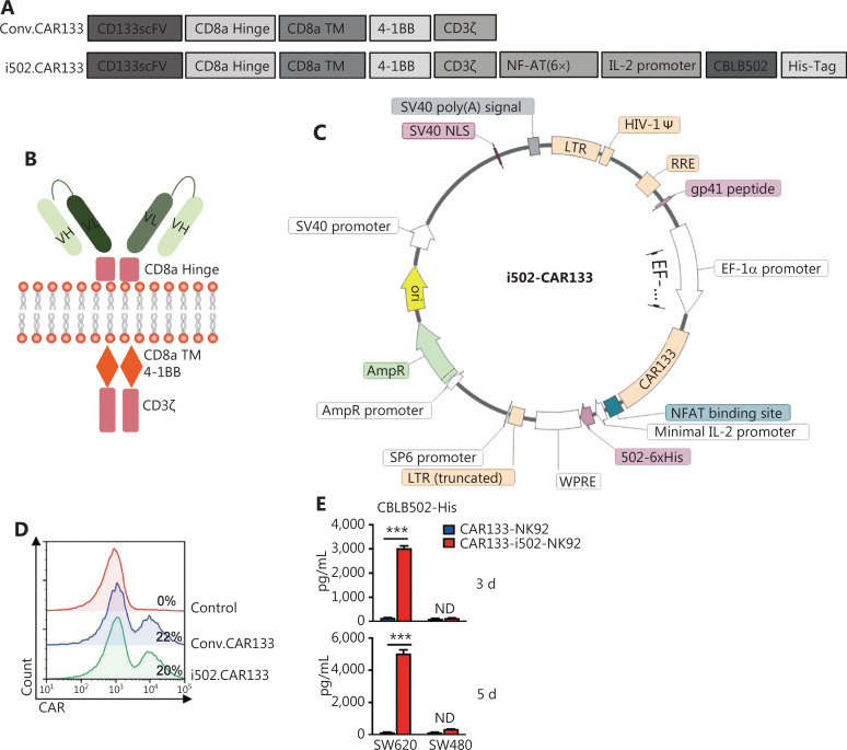 The inducible secreting TLR5 agonist, CBLB502, enhances the anti-tumor activity of CAR133-NK92 cells in colorectal cancer.