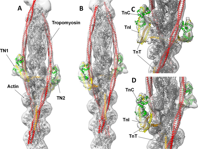 Zebrafish as a model for cardiac disease; Cryo-EM structure of native cardiac thin filaments from Danio Rerio.