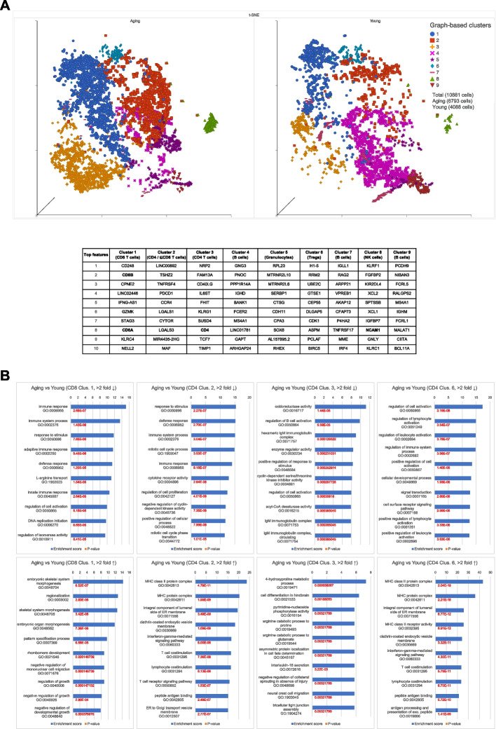 Towards a better preclinical cancer model - human immune aging in humanized mice.