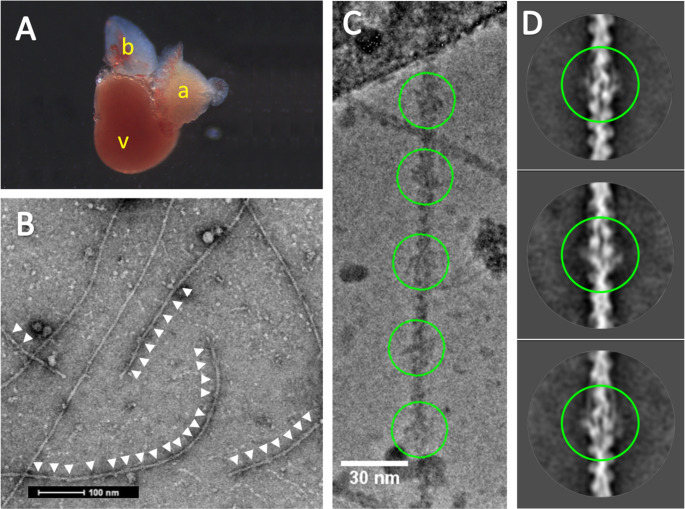 Zebrafish as a model for cardiac disease; Cryo-EM structure of native cardiac thin filaments from Danio Rerio.