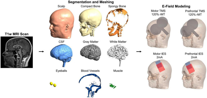 Template MRI scans reliably approximate individual and group-level tES and TMS electric fields induced in motor and prefrontal circuits.