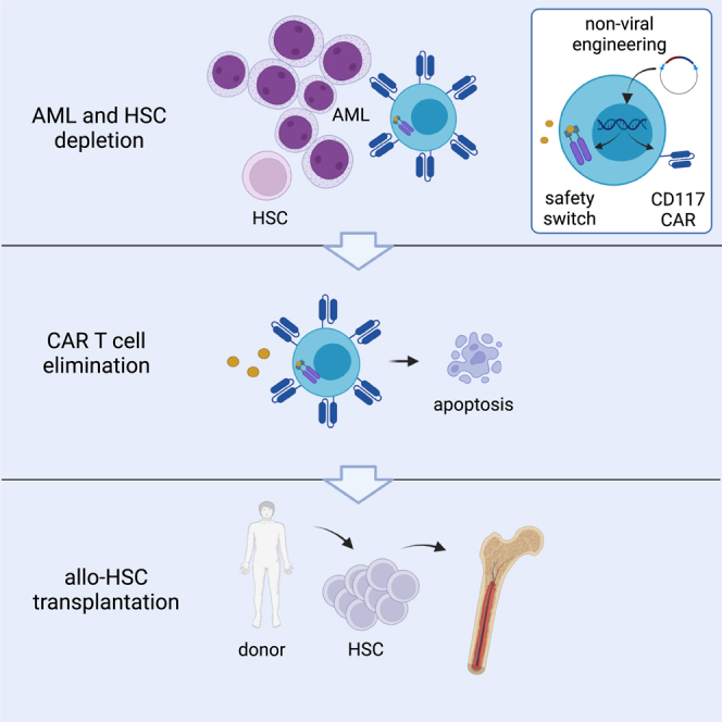 Anti-CD117 CAR T cells incorporating a safety switch eradicate human acute myeloid leukemia and hematopoietic stem cells.