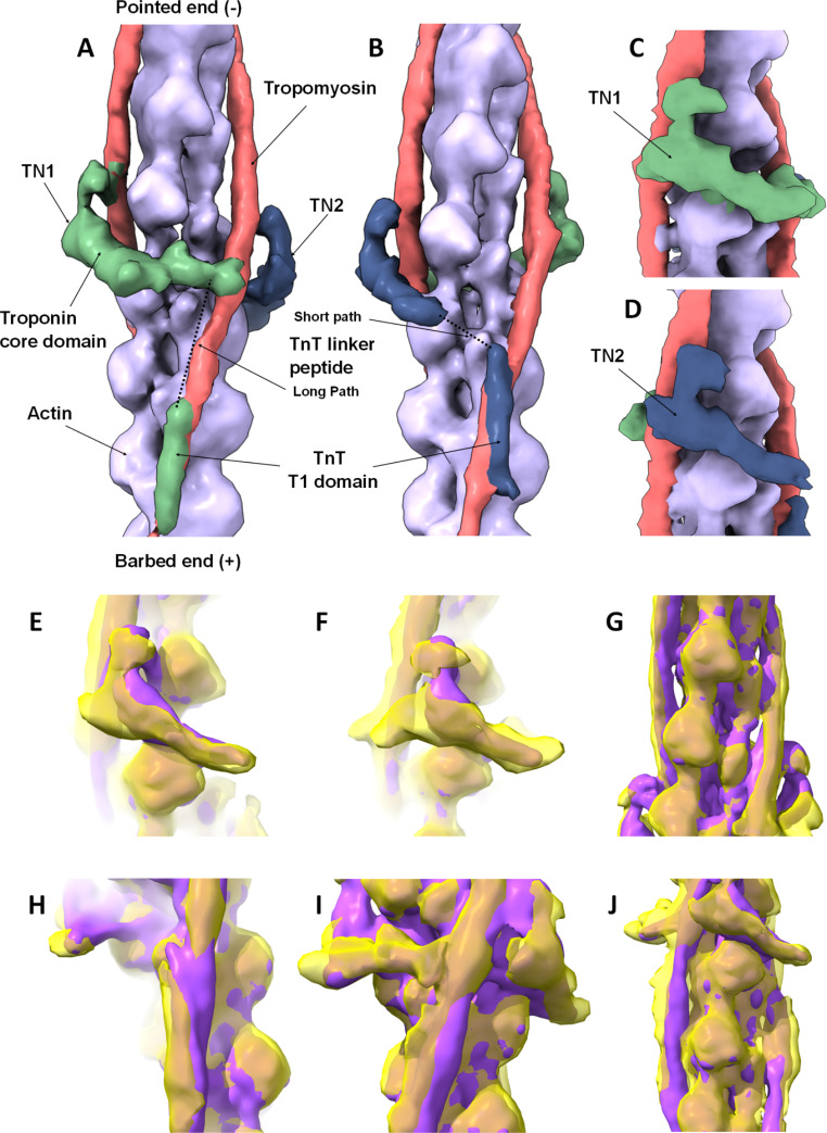 Zebrafish as a model for cardiac disease; Cryo-EM structure of native cardiac thin filaments from Danio Rerio.