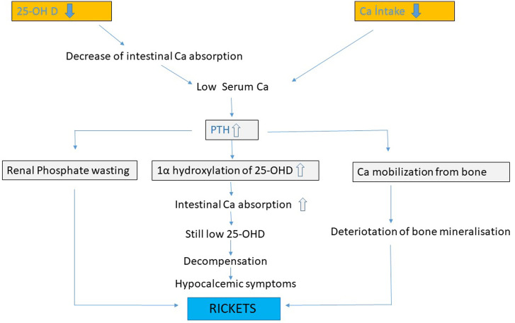 Approach to Rickets: Is It Calciopenic or Phosphopenic?