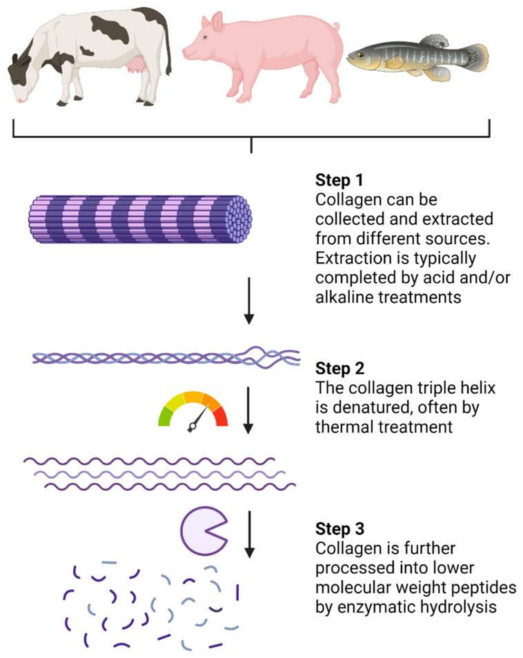 Collagen Hydrolysates: A Source of Bioactive Peptides Derived from Food Sources for the Treatment of Osteoarthritis.