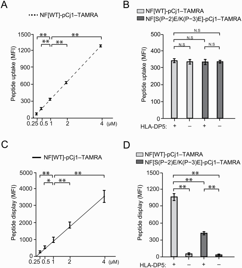 Contributions of the N-terminal flanking residues of an antigenic peptide from the Japanese cedar pollen allergen Cry j 1 to the T-cell activation by HLA-DP5.