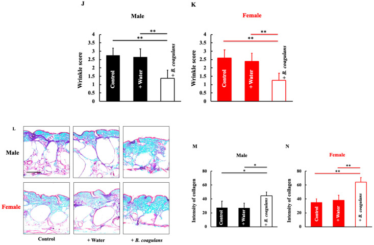 The Effect of <i>Bacillus coagulans</i> Induced Interactions among Intestinal Bacteria, Metabolites, and Inflammatory Molecules in Improving Natural Skin Aging.