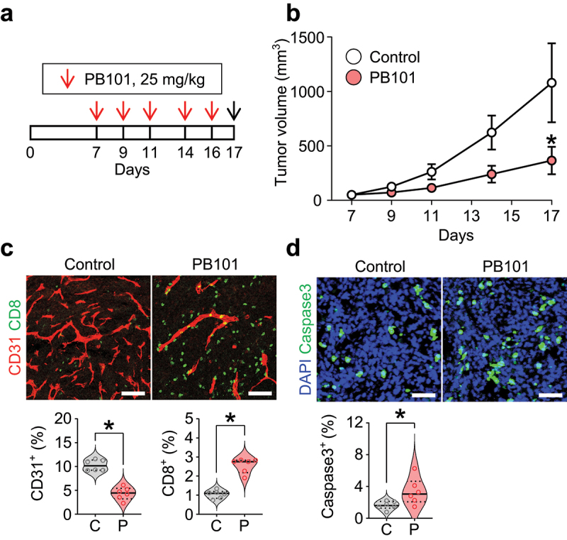 PB101, a VEGF- and PlGF-targeting decoy protein, enhances antitumor immunity and suppresses tumor progression and metastasis.