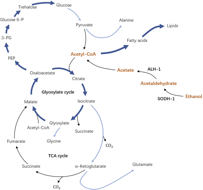 Periodic ethanol supply as a path toward unlimited lifespan of <i>Caenorhabditis elegans</i> dauer larvae.