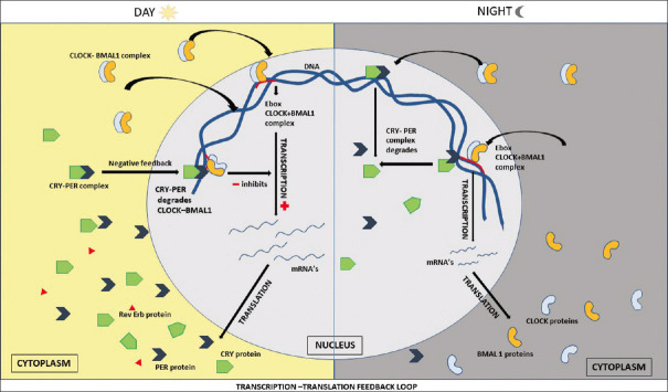 Chronodentistry through orthodontic perspective: A literature review.