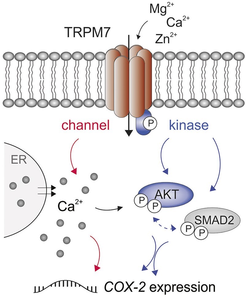 Inactivation of TRPM7 Kinase Targets AKT Signaling and Cyclooxygenase-2 Expression in Human CML Cells.