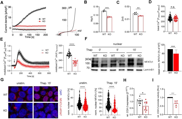 Inactivation of TRPM7 Kinase Targets AKT Signaling and Cyclooxygenase-2 Expression in Human CML Cells.