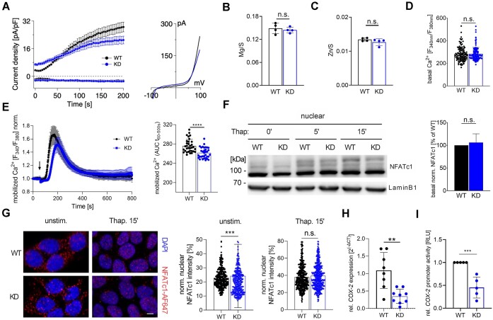 Inactivation of TRPM7 Kinase Targets AKT Signaling and Cyclooxygenase-2 Expression in Human CML Cells.