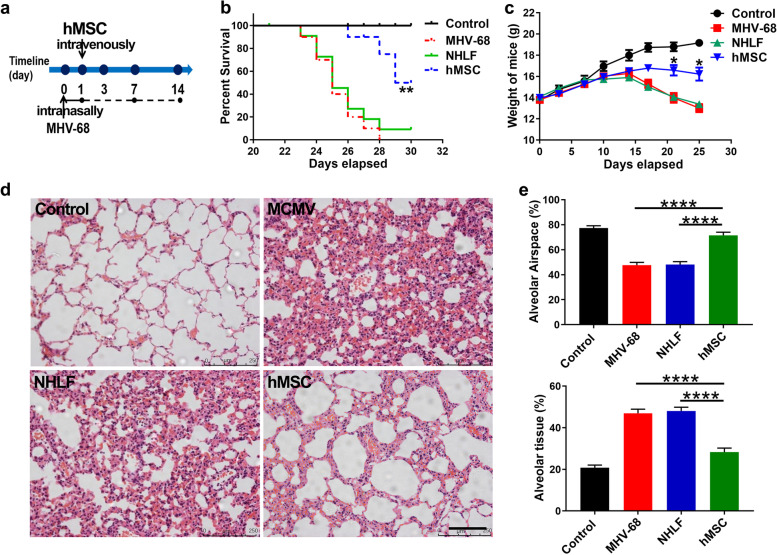 hMSCs treatment attenuates murine herpesvirus-68 (MHV-68) pneumonia through altering innate immune response via ROS/NLRP3 signaling pathway.