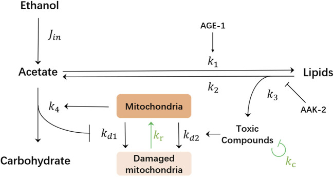 Periodic ethanol supply as a path toward unlimited lifespan of <i>Caenorhabditis elegans</i> dauer larvae.