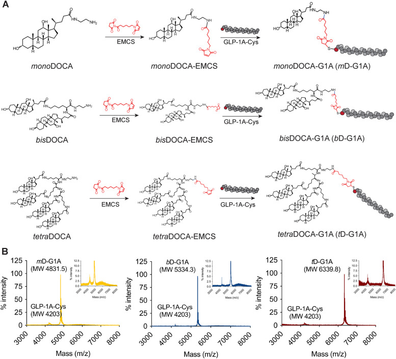 Design of chimeric GLP-1A using oligomeric bile acids to utilize transporter-mediated endocytosis for oral delivery.