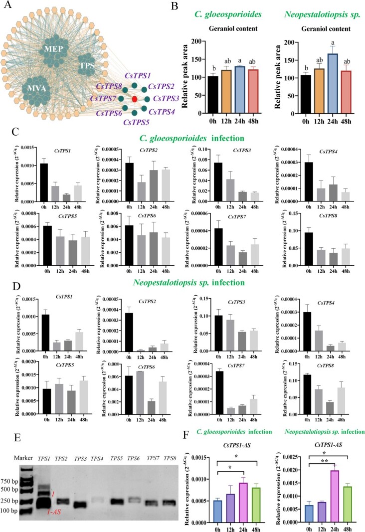 A geraniol synthase regulates plant defense via alternative splicing in tea plants.