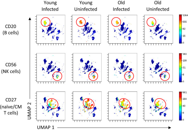 Acute Respiratory Illness Is Associated with Memory T Cell Differentiation and Other Immune Cell Changes in an Age-Associated Manner.