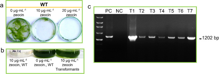 Engineering a marine microalga Chlorella sp. as the cell factory