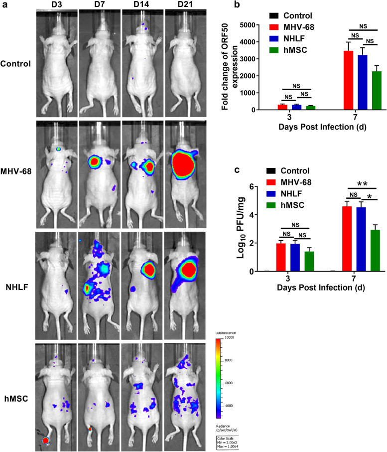 hMSCs treatment attenuates murine herpesvirus-68 (MHV-68) pneumonia through altering innate immune response via ROS/NLRP3 signaling pathway.